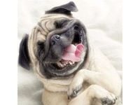 KOLOROWA MOZAIKA HAFTU DIAMENTOWEGO