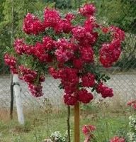 RÓŻA szczepiona odporna na mróz czerwono różowa - sadzonki 80 / 100 cm