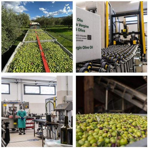 Włoska oliwa extra vergine z Sycylii 500ml|Olio Mio ŚWIEŻY ZBIÓR 10-11.2024 na Arena.pl