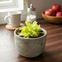 Pinguicula Tłustosz "TINA" idealny na ziemiórki, muszki owocówki itp.