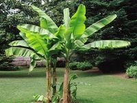Bananowiec Musa Dajiao owocuje 20-40cm C1.5
