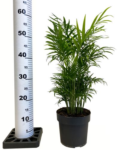 CHAMEDORA (Chamedorea) 60 cm na Arena.pl