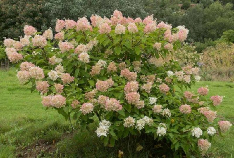 HORTENSJA PHANTOM - sadzonki w doniczkach !!! zdjęcie 2