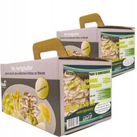 BOCZNIAK Boczniaki BALOT Grzybnia UPRAWA w DOMU ŻYWA GRZYBNIA 2 KARTONY