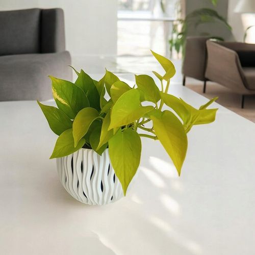 Epipremnum Golden Pothos Neon Żółty Gold Złocisty Scindaptus Epiprenium na Arena.pl