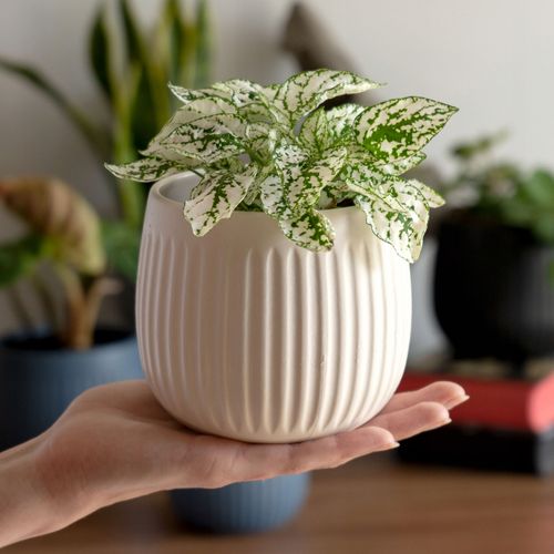 KADAX Doniczka Ceramiczna Osłonka 12cm Biała na Arena.pl
