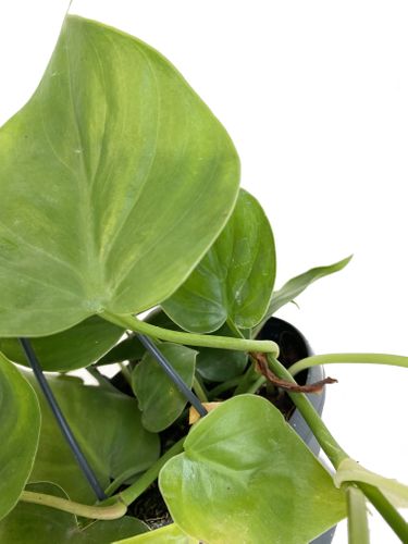 FILODENDRON SCANDENS  30 cm na Arena.pl