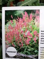 Rdest himalajski Keep Smiling okrywowa bylina