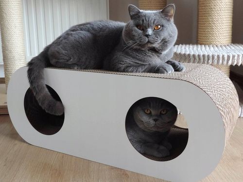 Pazur Biały na Arena.pl