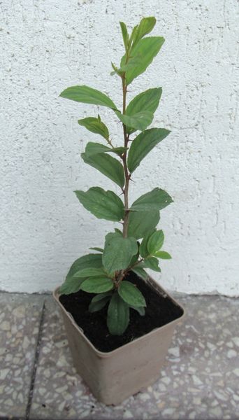 JUJUBA POSPOLITA Głożyna - sadzonki w doniczkach zdjęcie 4