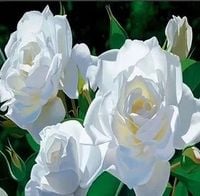 RÓŻA wielkokwiatowa śnieżno biała - sadzonki 20 / 30 cm