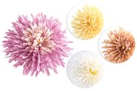 kwiat chryzantema 6szt.   | bu03870