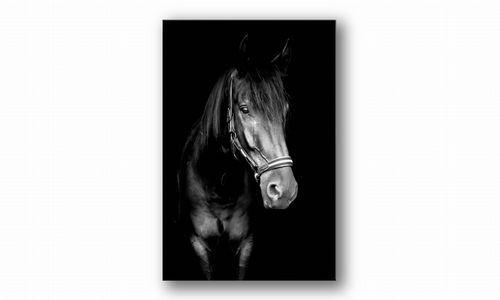 OBRAZ NA PŁÓTNIE 074 Koń 60x90cm na Arena.pl