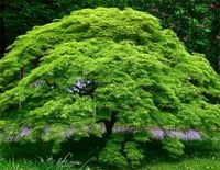 UNIKAT KLON PALMOWY EMERALD LACE STRZĘPIASTY LIŚĆ