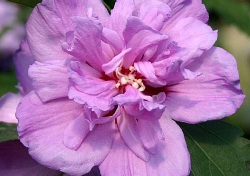 Hibiskus Ardens pękny KRZEW w doniczce RÓŻOWY na Arena.pl