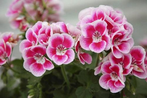 ZIEMIA DO PELARGONII SURFINII BEGONII PETUNII BRATKÓW balkonowych 60L nawóz na Arena.pl