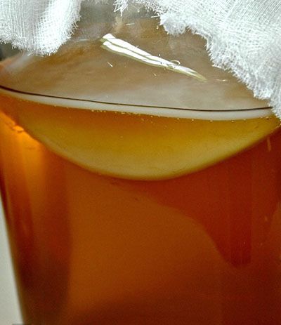 Kombucha, Grzyb Herbaciany 1 szt. zdjęcie 3