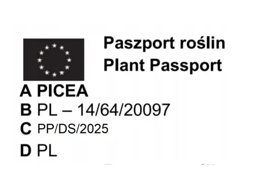 ŚWIERK SREBRNY KAIBAB - sadzonki 40 / 60 cm na Arena.pl