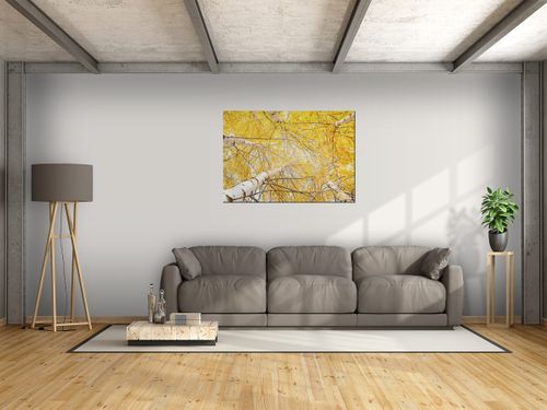 Obraz Brzoza 100x70 GRATISY na Arena.pl