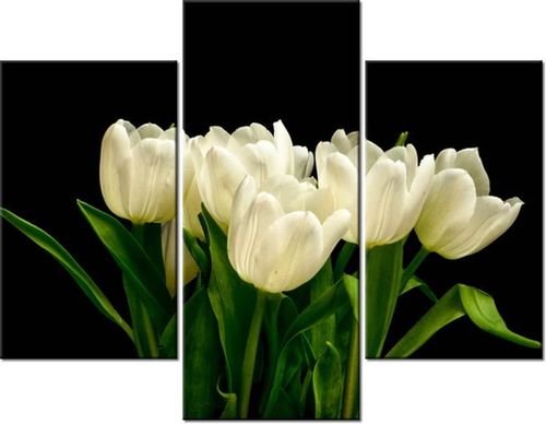 70 90CM OBRAZ 3 ELEM BIAŁE TULIPANY MARK FREETH ŚCIENNY PŁÓTNO na Arena.pl