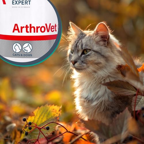Vet Expert ARTHROVET - zestaw wspomagający prawidłowe funkcjonowanie stawów na Arena.pl