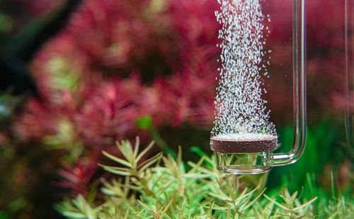 Dyfuzor CO2 Neo Original S na Arena.pl