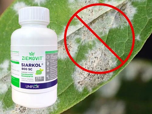 SIARKOL 800 SC SIARKA ŚRODEK GRZYBOBÓJCZY NA MĄCZNIAKA PRAWDZIWEGO 250ML na Arena.pl