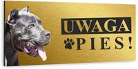 Tabliczka UWAGA ZŁY PIES PITBULL złota dibond