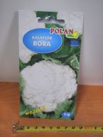 nasiona kalafior bora 1g tf1591