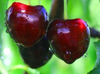 CZEREŚNIA ROSYJSKA odporna na mróz - sadzonki 50 / 90 cm