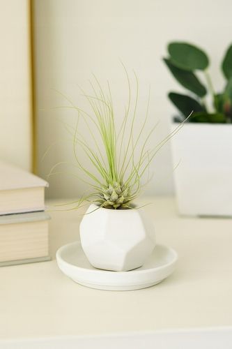 TILLANDSIA, OPLĄTWA X 6 SZT, NA START ! airplant na Arena.pl