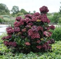 Hortensja ogrodowa Magical CHOCOLATE NIESPOTYKANA