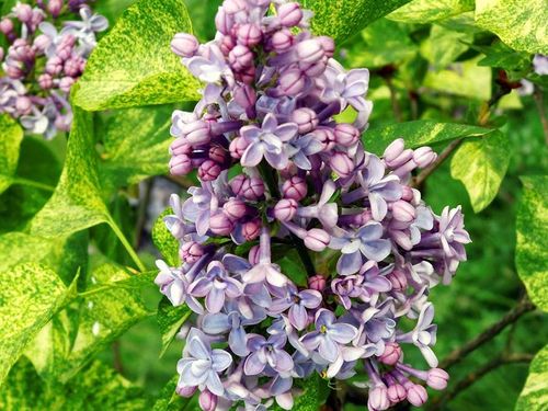 Lilak pospolity Aucubaefolia C3 na Arena.pl