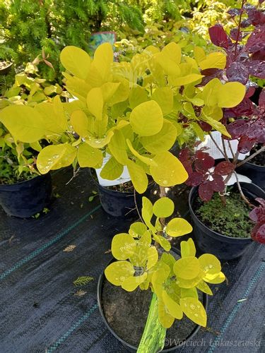 Perukowiec Ancot sadzonka złoty rabaty soliter na Arena.pl