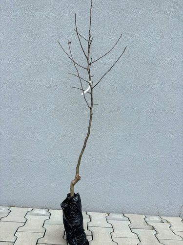 Jabłoń SZARA RENETA stara odmiana WYŚMIENITA na szarlotkę i przetwory na Arena.pl