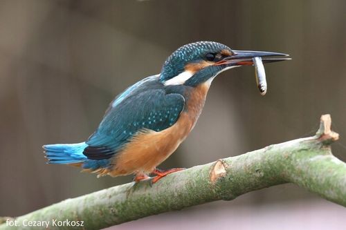 Przypinka, Pin, Odznaka, OTOPtak Zimorodek na Arena.pl