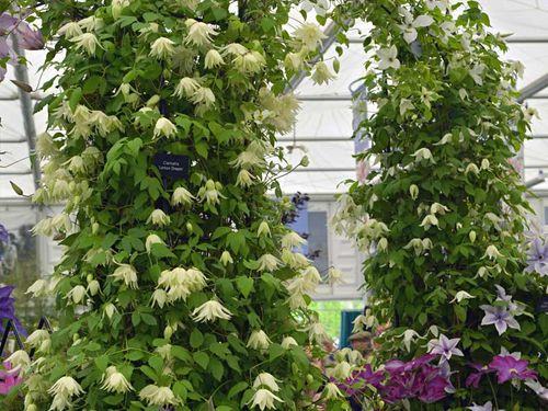 Powojnik Clematis Lemon Beauty ® C2 E na Arena.pl