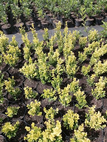 Bukszpan wieczniezielony King Midas złociste wybarwienie na Arena.pl