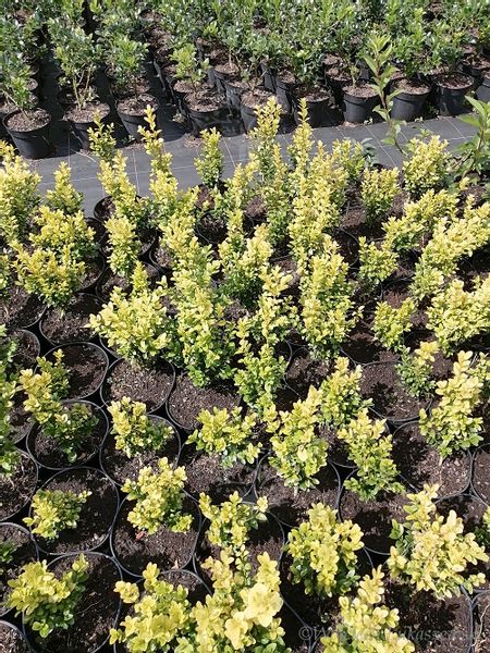 Bukszpan wieczniezielony King Midas złociste wybarwienie zdjęcie 5