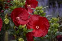 HIBISKUS Ketmia bagienny czerwony Luna Red