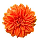 Dalia wyrobowa orange