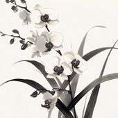Plakat 60x60cm Orchidea