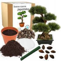 ZESTAW DO UPRAWY BONSAI SOSNA CZARNA JAPOŃSKA WIELOLETNIA KRZEW OZDOBNY