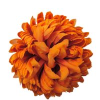 Chryzantema wyr ananas pomarańczowa 6 szt