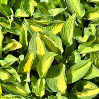 Funkia Hosta 'Gypsy Rose' W DONICZCE, Żółta Dekoracyjna Rozrośnięta