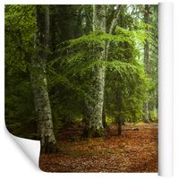 Fototapeta Jesienny Las DRZEWA Natura do Salonu 300x210