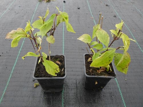 Pięknotka Profusion piękne owoce P9 na Arena.pl