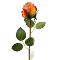 Róża poj podsuszana pomarańczowa