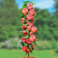 BRZOSKWINIA UFO SAT kolumnowa do mały ogród - sadzonki 40 / 50 cm