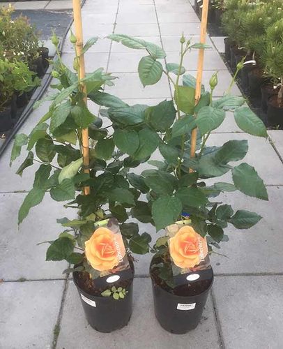 Róża Luberon National Parks C4 E na Arena.pl